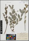 Foto von Salix arenaria L.
